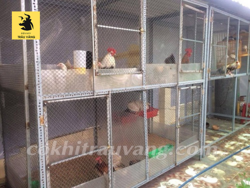 Kinh nghiệm nuôi gà thả vườn quy mô nhỏ từ 40 đến 200 con Kỳ 1  Tạp chí  Kinh tế và Dự báo