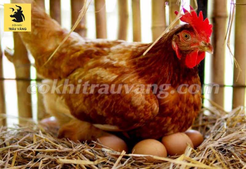 cách làm cho gà đẻ nhiều trứng