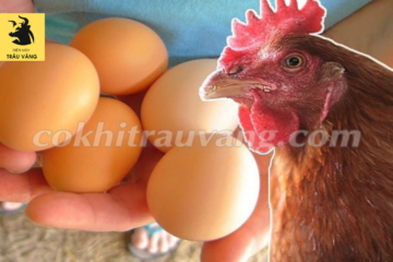Cách làm cho gà đẻ nhiều trứng đúng kỹ thuật
