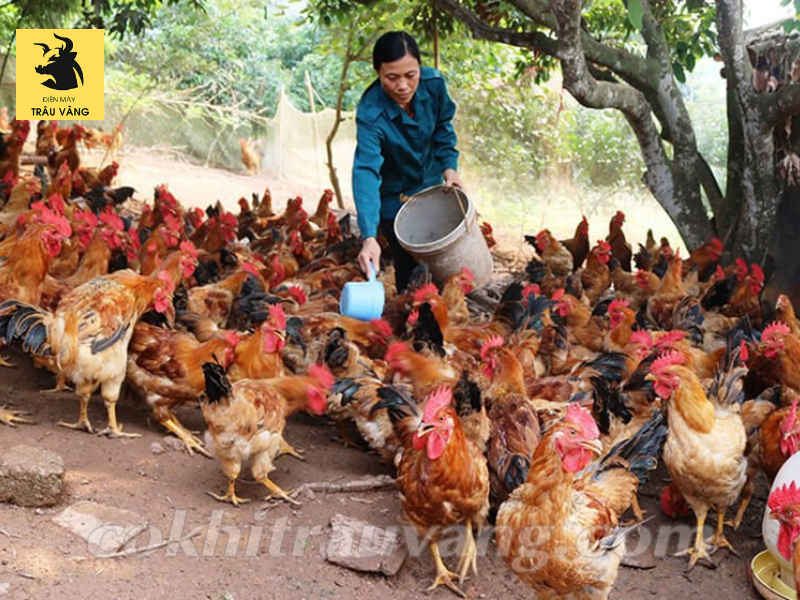 chi phí nuôi 1000 con gà