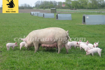 Nâng cao chất lượng chăn nuôi với nuôi lợn thả vườn đúng cách