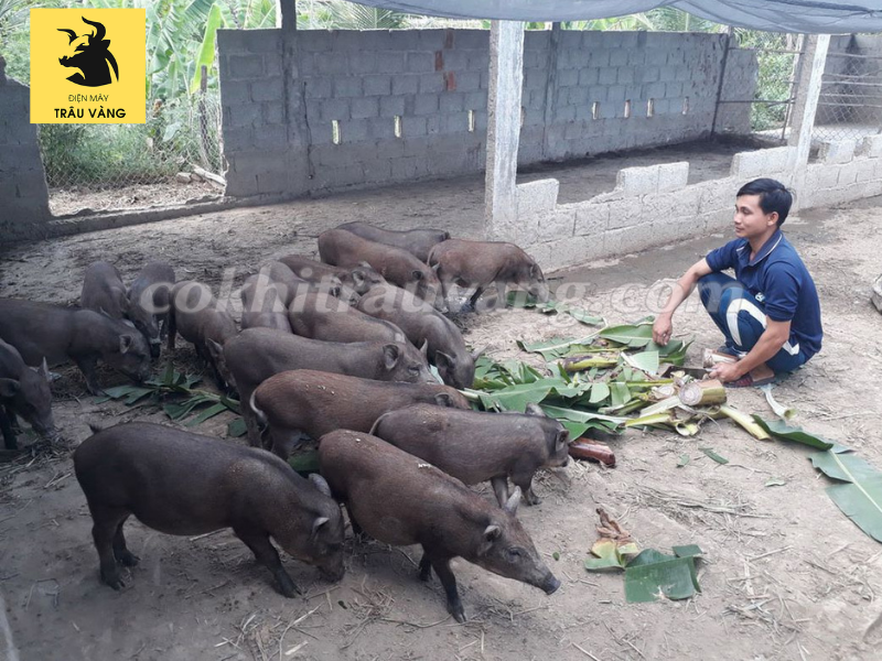 Hạch toán nuôi lợn rừng