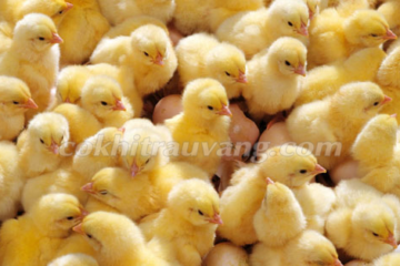 3 cách phòng chống bệnh cho gà con mới nở HIỆU QUẢ nhất