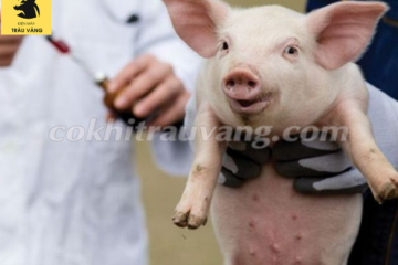 [BẠN NÊN BIẾT] Cách phòng bệnh cho lợn con mới đẻ