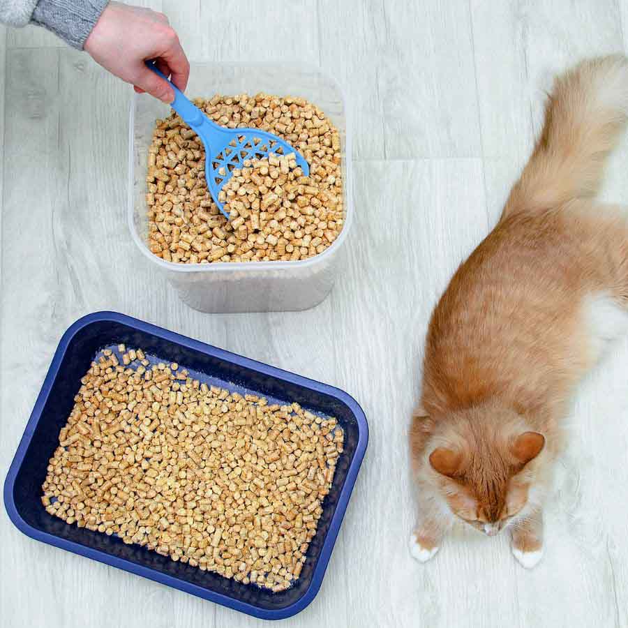 cách làm cát vệ sinh cho mèo