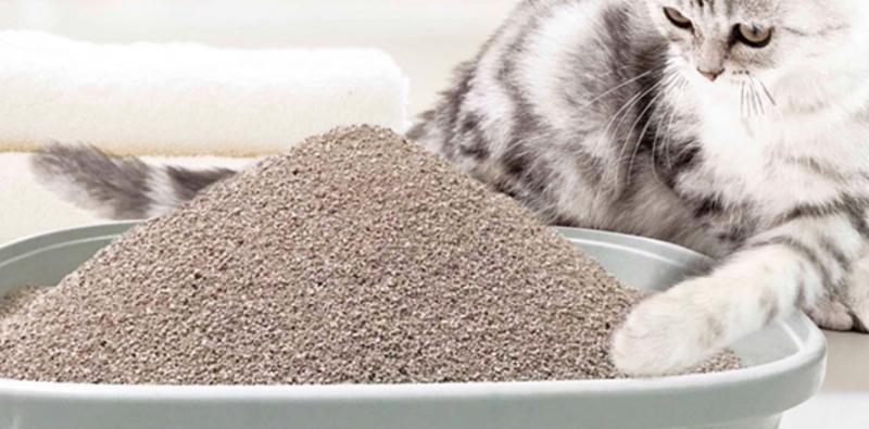 cách làm cát vệ sinh cho mèo